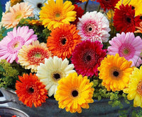 Gerbera Daisy Gerbera jamesonii Mixed Flower Seeds for Planting in Flower Bed