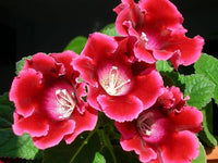 Deep Red Gloxinia Flower seeds for Planting Pollinator Friendly Heirloom & GMO Free Seeds for Home Garden