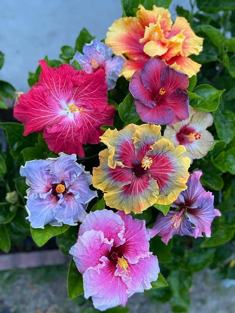 Colorful Hibiscus flowers with green foliage