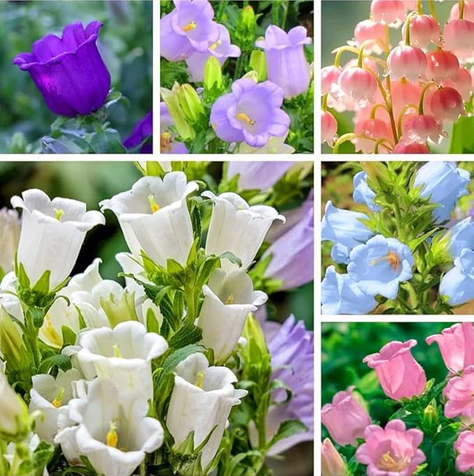 Pure White Heirloom Campanula "Canterbury Bells" Seeds for Elegant White Bells