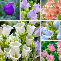 Pure White Heirloom Campanula "Canterbury Bells" Seeds for Elegant White Bells