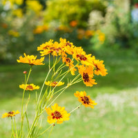 Coreopsis Basalis Flower seeds for Planting Sun Loving Heirloom & GMO Free Seeds for Home Garden