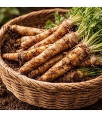Horseradish plant growing in a home vegetable garden