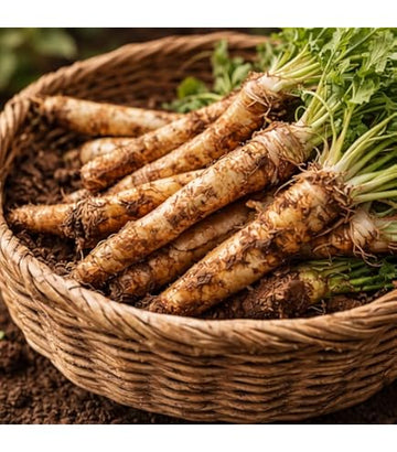 Horseradish plant growing in a home vegetable garden