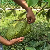Giant Soursop Planting Seeds for Growing Exotic Fruit - Premium Quality, Easy to Grow