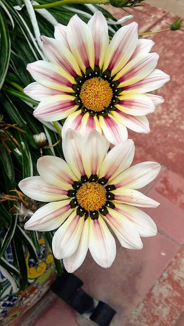 Cream Pink Gazania Flower Seeds for Planting Drought Tolerant Heirloom & GMO Free Seeds for Home Garden
 
 Sale