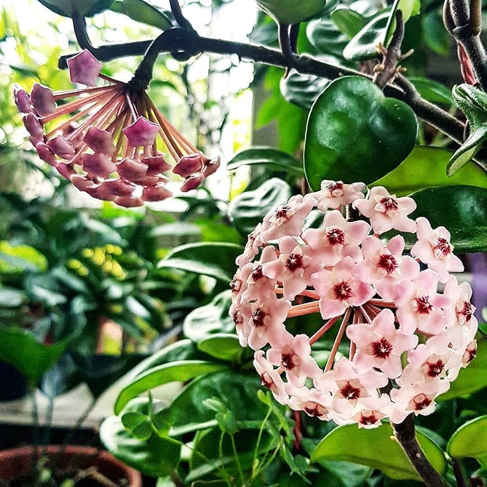 Hoya Carnosa Flower seeds for Planting - Seasonal Bloomer, Heirloom & GMO Free Seeds for Home Garden