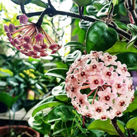 Hoya Carnosa Flower seeds for Planting - Seasonal Bloomer, Heirloom & GMO Free Seeds for Home Garden