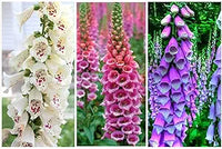 Digitalis Foxglove Flower Mix Seeds for Beautiful Foxglove Blooms