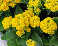 Yellow Kalanchoe Flower seeds for Planting Cottage Garden Essential Heirloom & GMO Free Seeds for Home Garden
 
 Sale