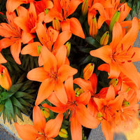 Lily Seeds for Planting Lilium spp. for flower beds and ornamental gardens