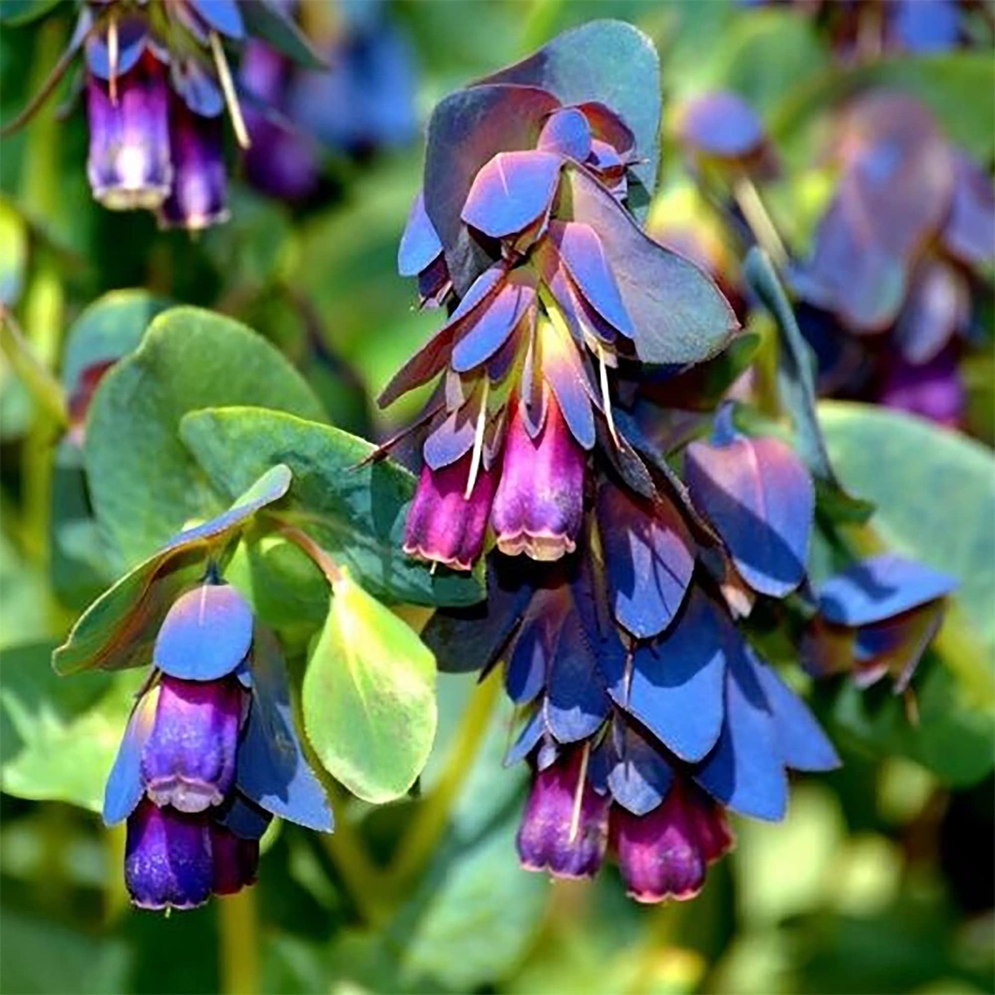 Blue Gibraltar Flower seeds for Planting - Cut Flower Favorite, Heirloom & GMO Free Seeds for Home Garden