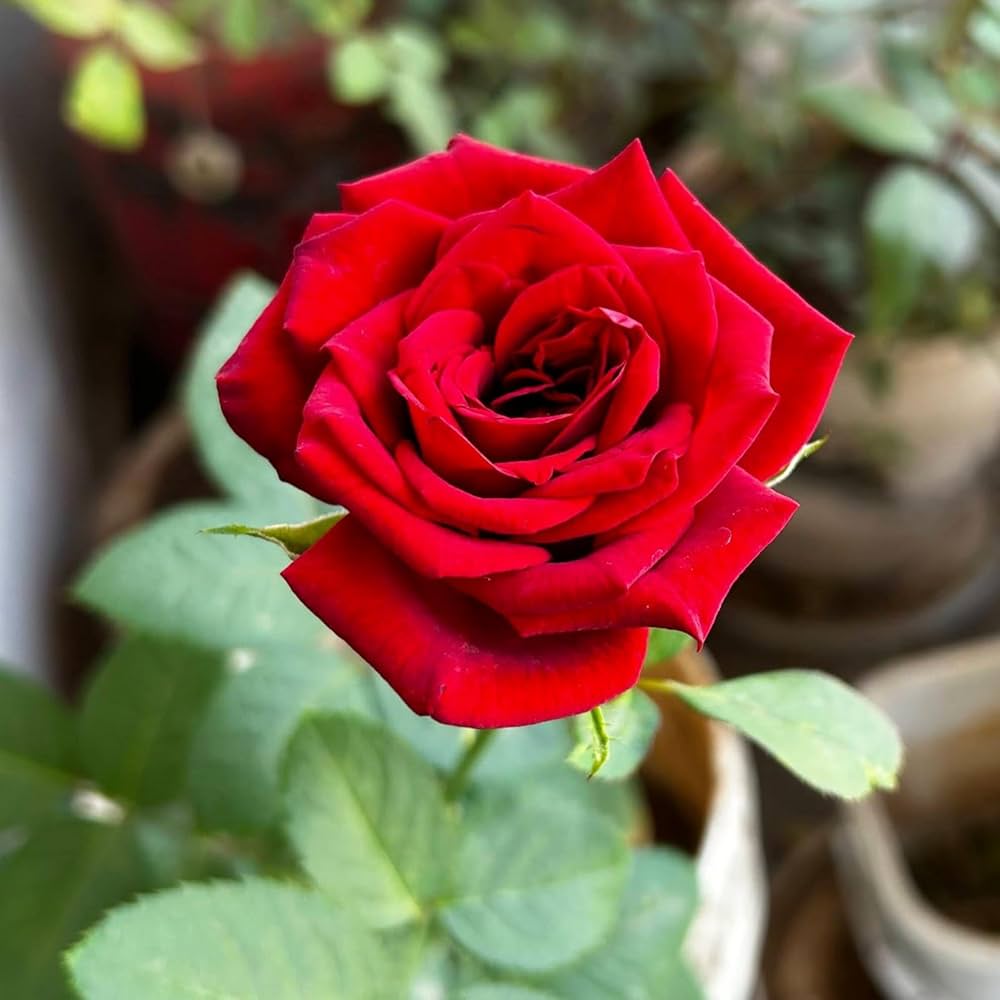 Red Rose Flower Planting Seeds Collection