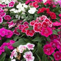 White Red Dianthus Flower seeds for Planting Fragrant Blossoms Heirloom & GMO Free Seeds for Home Garden
 
 Sale