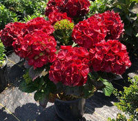 Hydrangea Tohum Garden Flower Plants Seeds