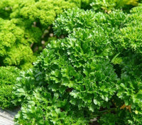 Parsley Petroselinum crispum Seeds for Planting for Herb Garden
