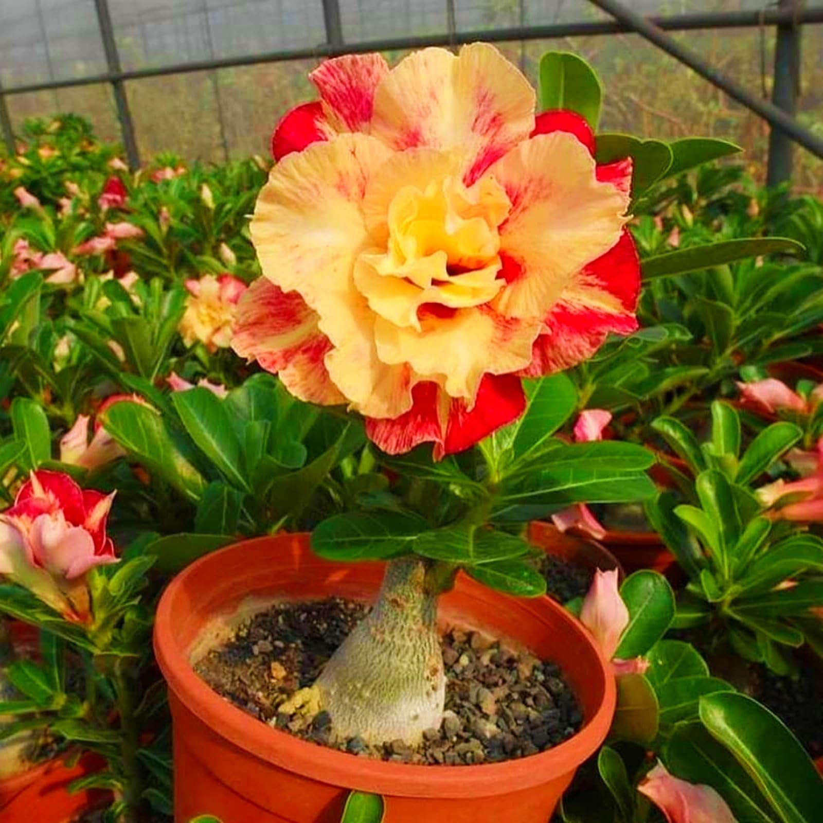 Desert Rose plant growing in a suitable garden container
