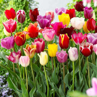 Tulip bulbs planted along an attractive garden border

