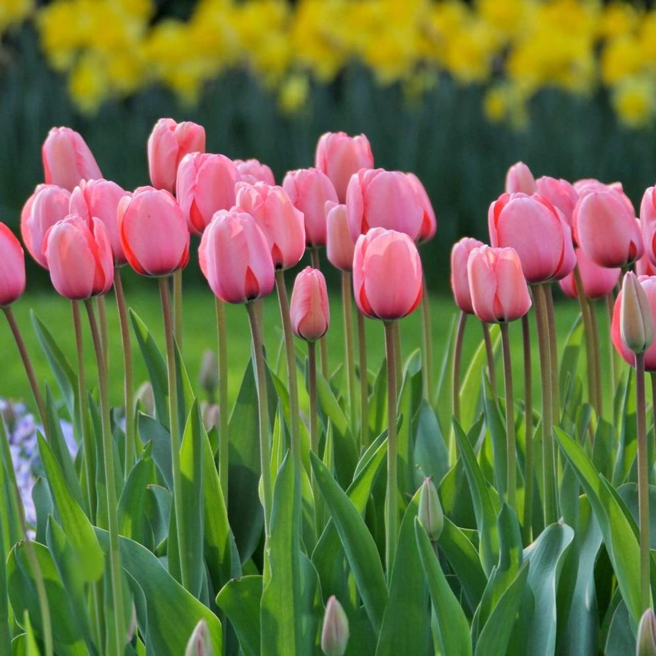 Pink Tulip Seeds for Planting - Vibrant Spring Blooms