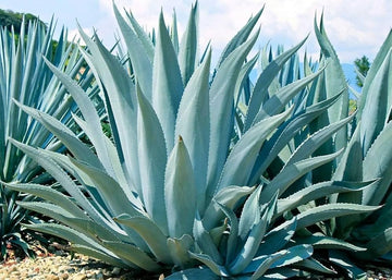 Green Agave Ferox Flower seeds for Planting - Sun Loving, Heirloom & GMO Free Seeds for Home Garden
 
 Sale for planting in home garden.