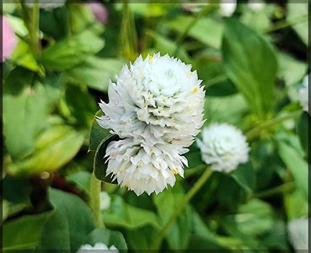 Gomphrena Buddy Cissy Seeds for Planting Dried Flowers and Annual Beds