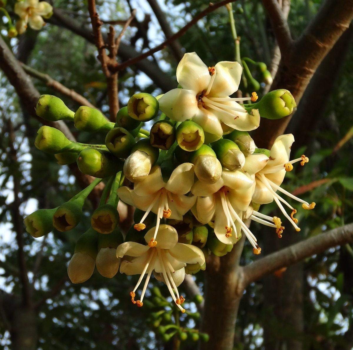 Green Ceiba Pentandra Flower seeds for Planting - Perfect for Borders, Heirloom & GMO Free Seeds for Home Garden
 
 Sale