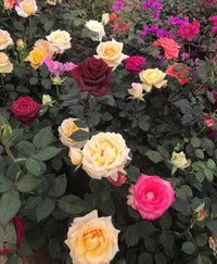 Mixed Rose planting selection for an outdoor garden
