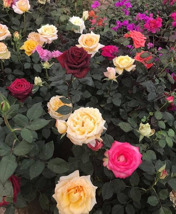 Mixed Rose planting selection for an outdoor garden