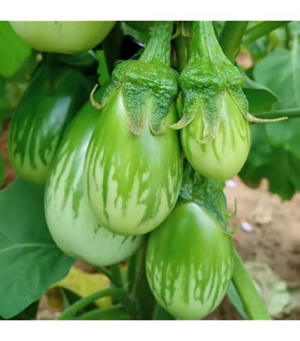 Jilo Comprido Verde Claro Eggplant Seeds for Home Garden Planting | Heirloom Non-GMO