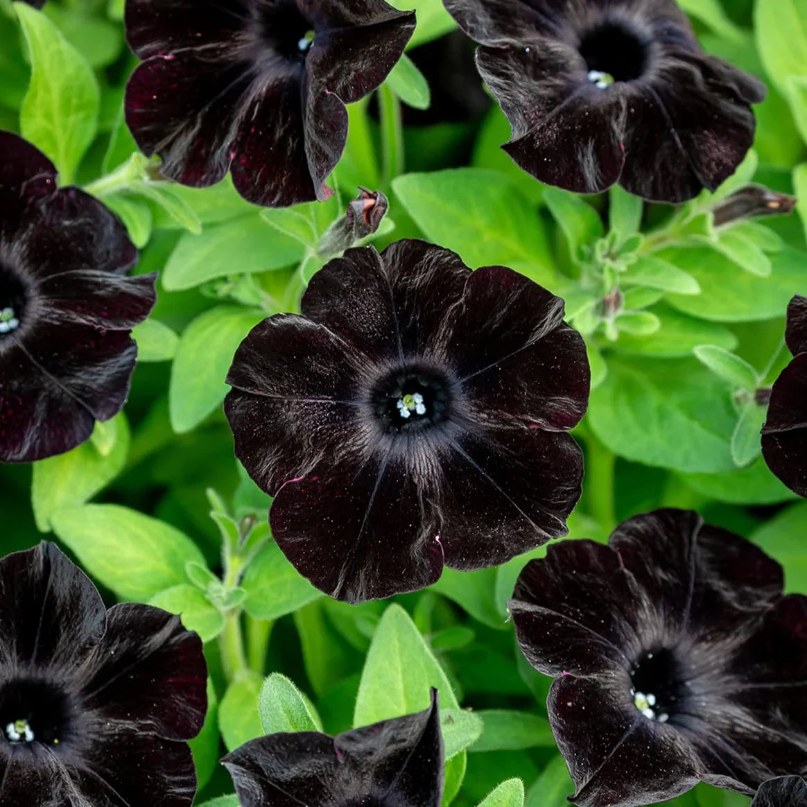Black Petunia flowers blooming in decorative outdoor containers.