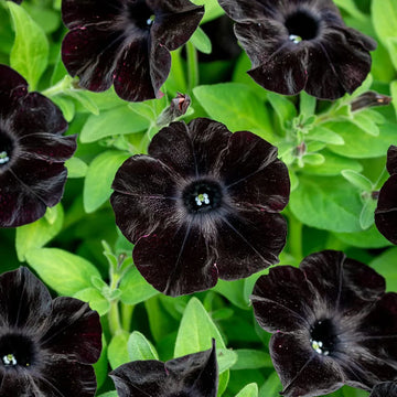 Black Petunia flowers blooming in decorative outdoor containers.