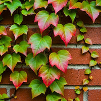 Green Boston Ivy Flower seeds for Planting Low Maintenance Heirloom & GMO Free Seeds for Home Garden 
 
 Sale