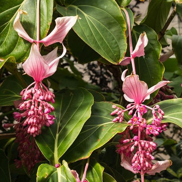 Pink Medinilla Flower seeds for Planting - Easy to Grow, Heirloom & GMO Free Seeds for Home Garden
