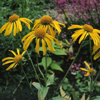 Helenium Hoopesii Golden Flower Seeds for Golden Helenium Blooms