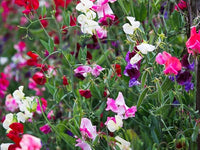 Mammoth Wahl Mix Sweet Pea Seeds for Fragrant Garden Flowers
