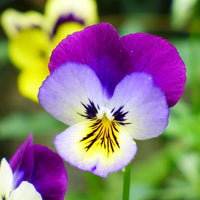 Tricolor Pansy Flower seeds for Planting - Seasonal Bloomer, Heirloom & GMO Free Seeds for Home Garden