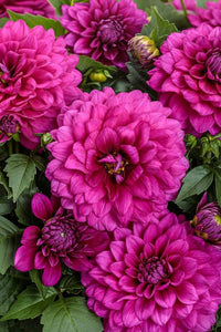 Ruby Pink Dahlia Flower Seeds for Planting Wildflower Mix Heirloom & GMO Free Seeds for Home Garden
 
 Sale