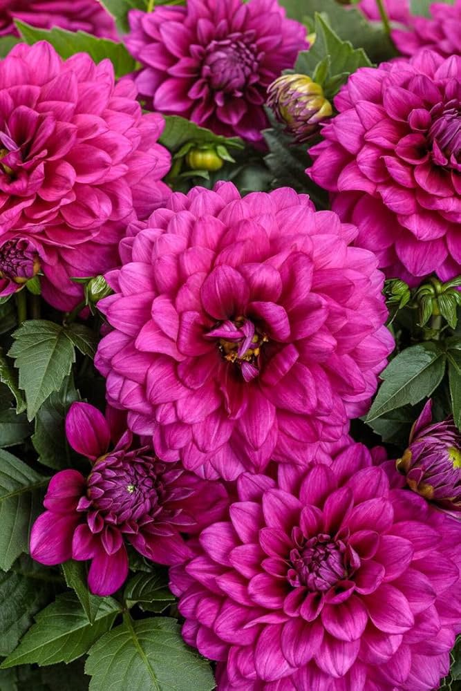 Pink Two Color Dahlia Flower Seeds for Planting Compact Growth Heirloom & GMO Free Seeds for Home Garden
 
 Sale