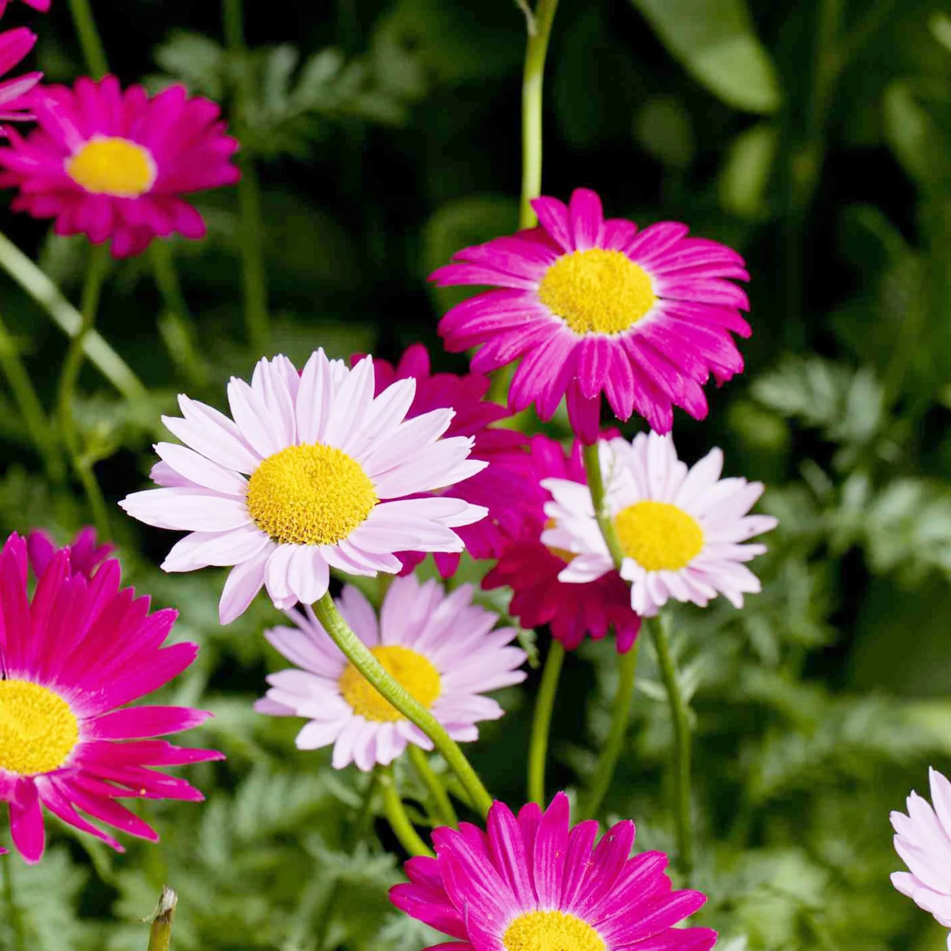Pink Pyrethrum Flower seeds for Planting Low Maintenance Heirloom & GMO Free Seeds for Home Garden 
 
 Sale