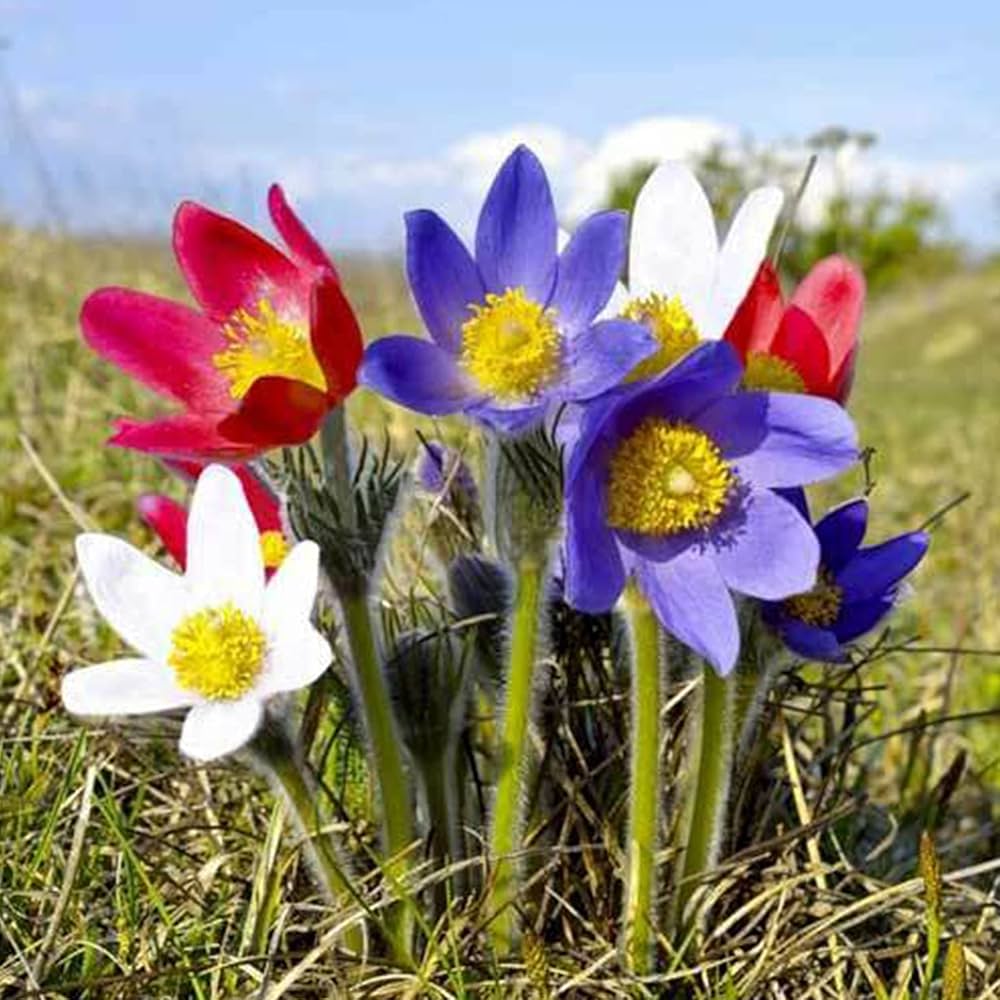 Pulsatilla Flower seeds for Planting - Hardy Variety, Heirloom & GMO Free Seeds for Home Garden
 
 Sale seeds for planting in home garden