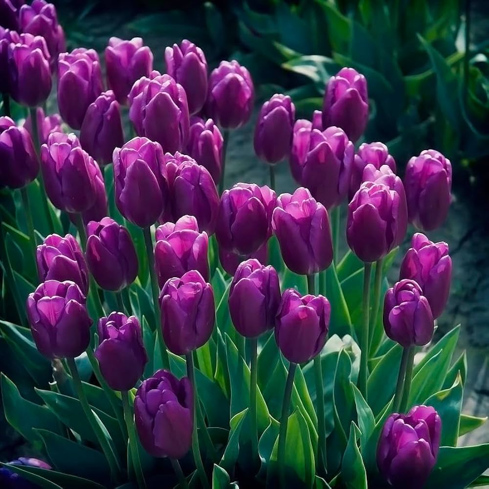 Purple Tulip Flower seeds for Planting Fragrant Blossoms Heirloom & GMO Free Seeds for Home Garden