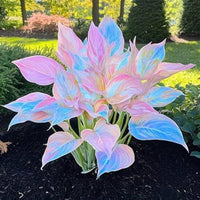 Mixed Hosta bulbs for planting in a shade garden