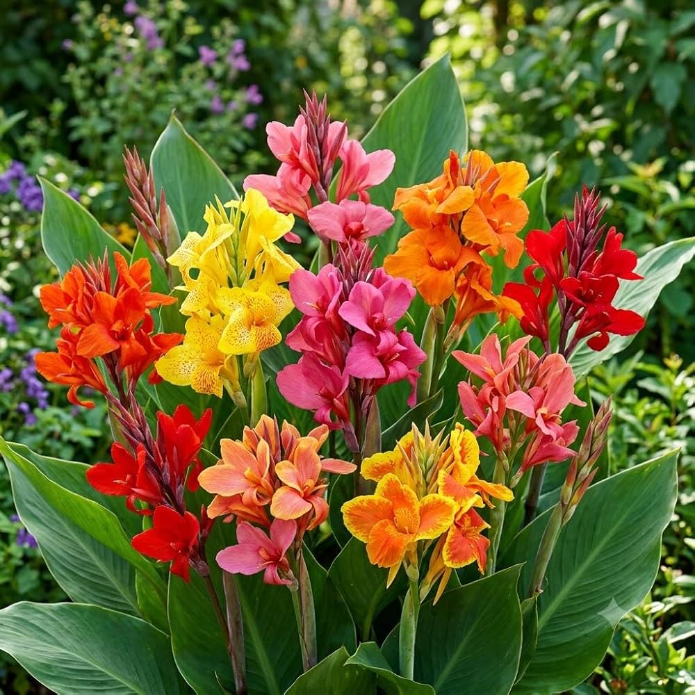Mixed Canna bulbs for colorful garden planting