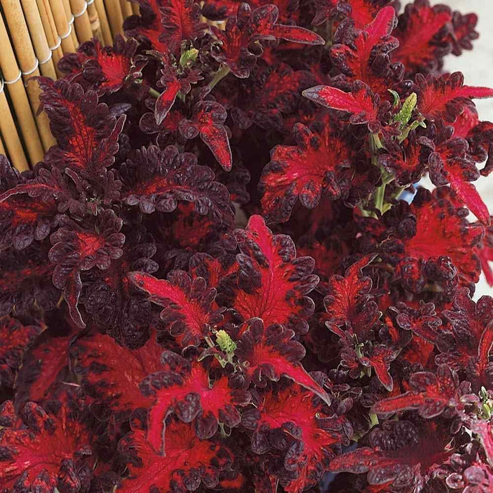 Black (Black Red) seeds for planting in home garden