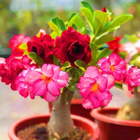 Desert Rose Bulbs Mix – Beautiful Flowering Garden Plants for Planting