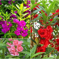 Pink EveningScented Home Garden Flower Seeds for Planting Vibrant Colors Heirloom & GMO Free Seeds for Home Garden
 
 Sale