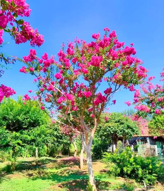 Crepe Myrtle Tree seeds for flowering trees