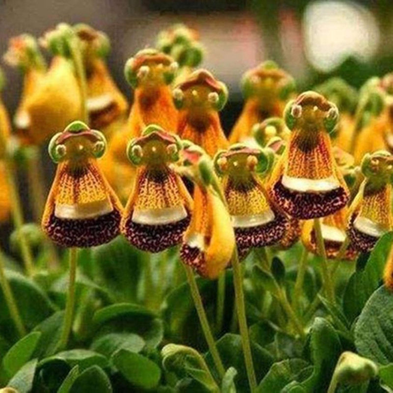 Calceolaria Uniflora Flower Seeds for Planting Unique and Vibrant Blooms