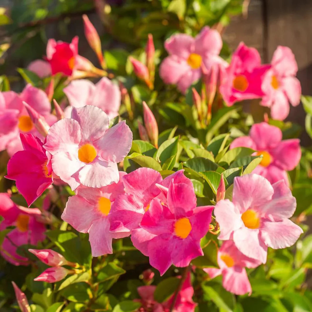 Sanderi Dipladenia Flower Seeds for planting