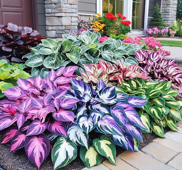 Mixed Hosta bulbs for planting in a shade garden